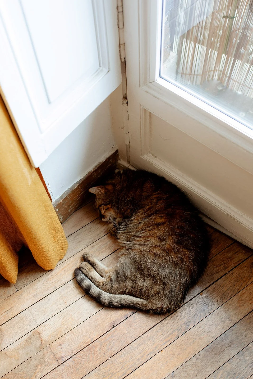 un chat allongé dans un coin de maison sur le parquet
