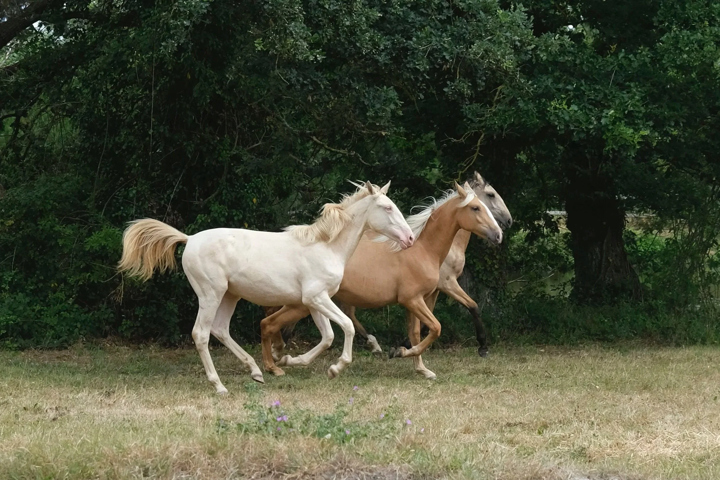 REWILDING THE SACRED HEART 2026