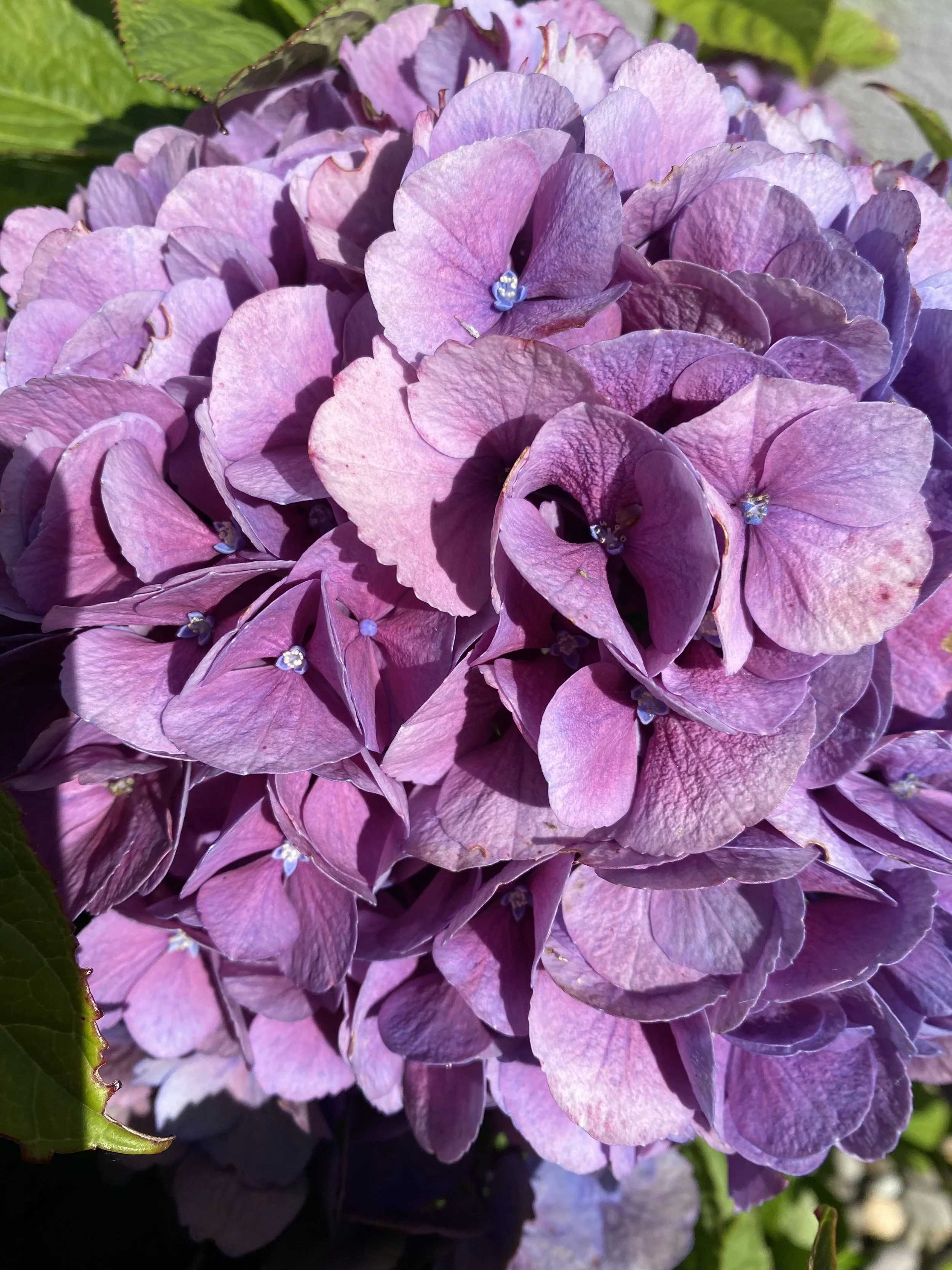from the garden