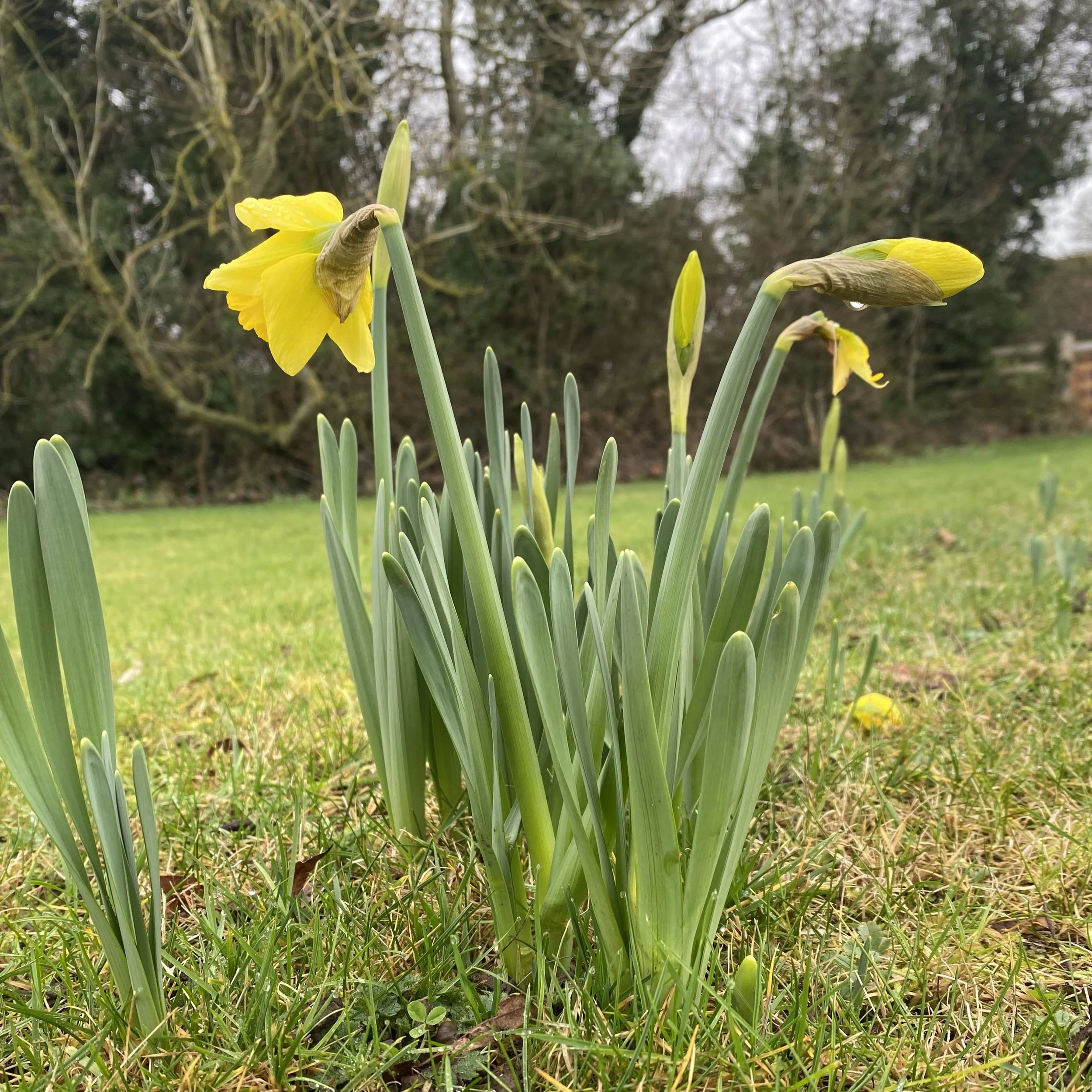 daffodils in bloom