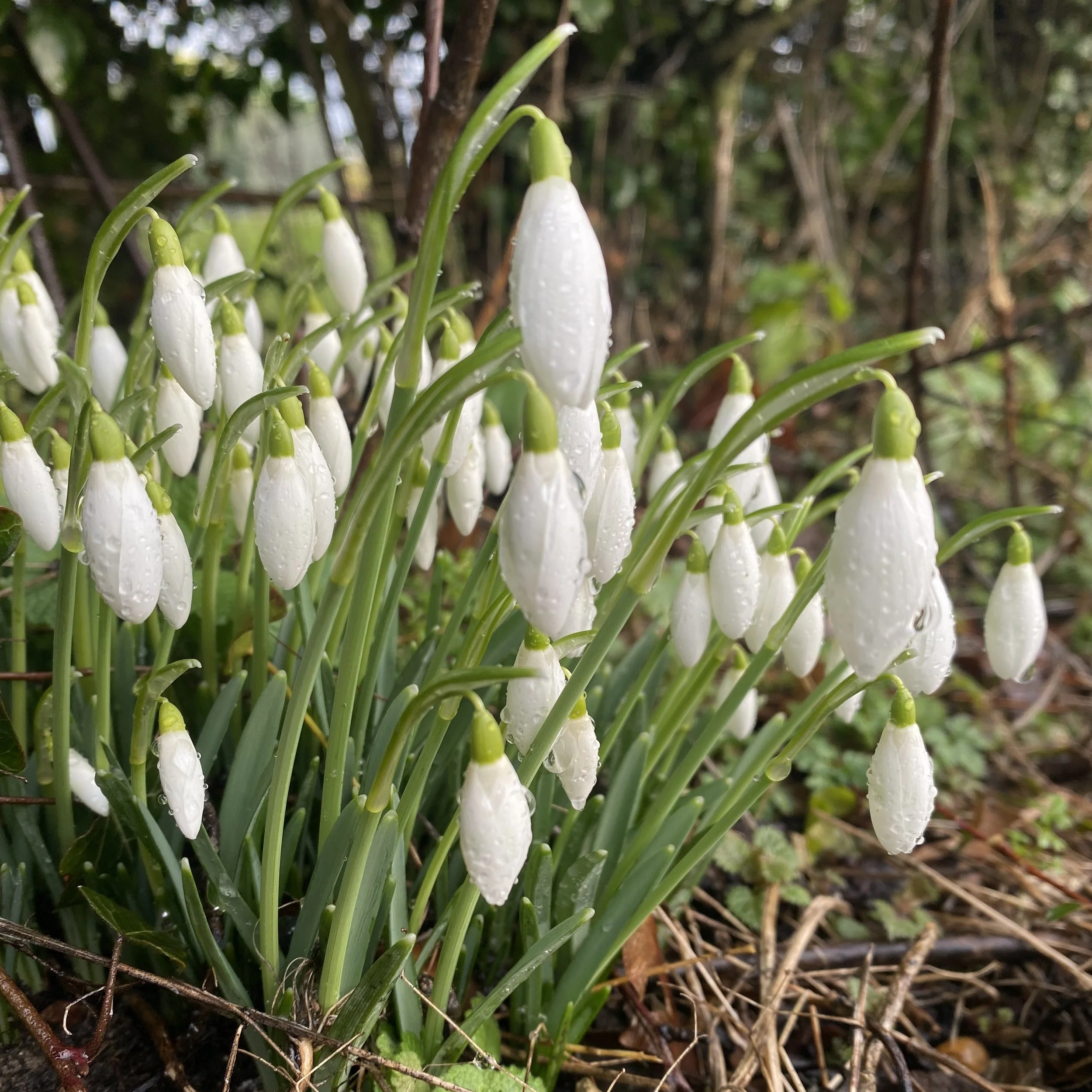 explosion of snowdrops