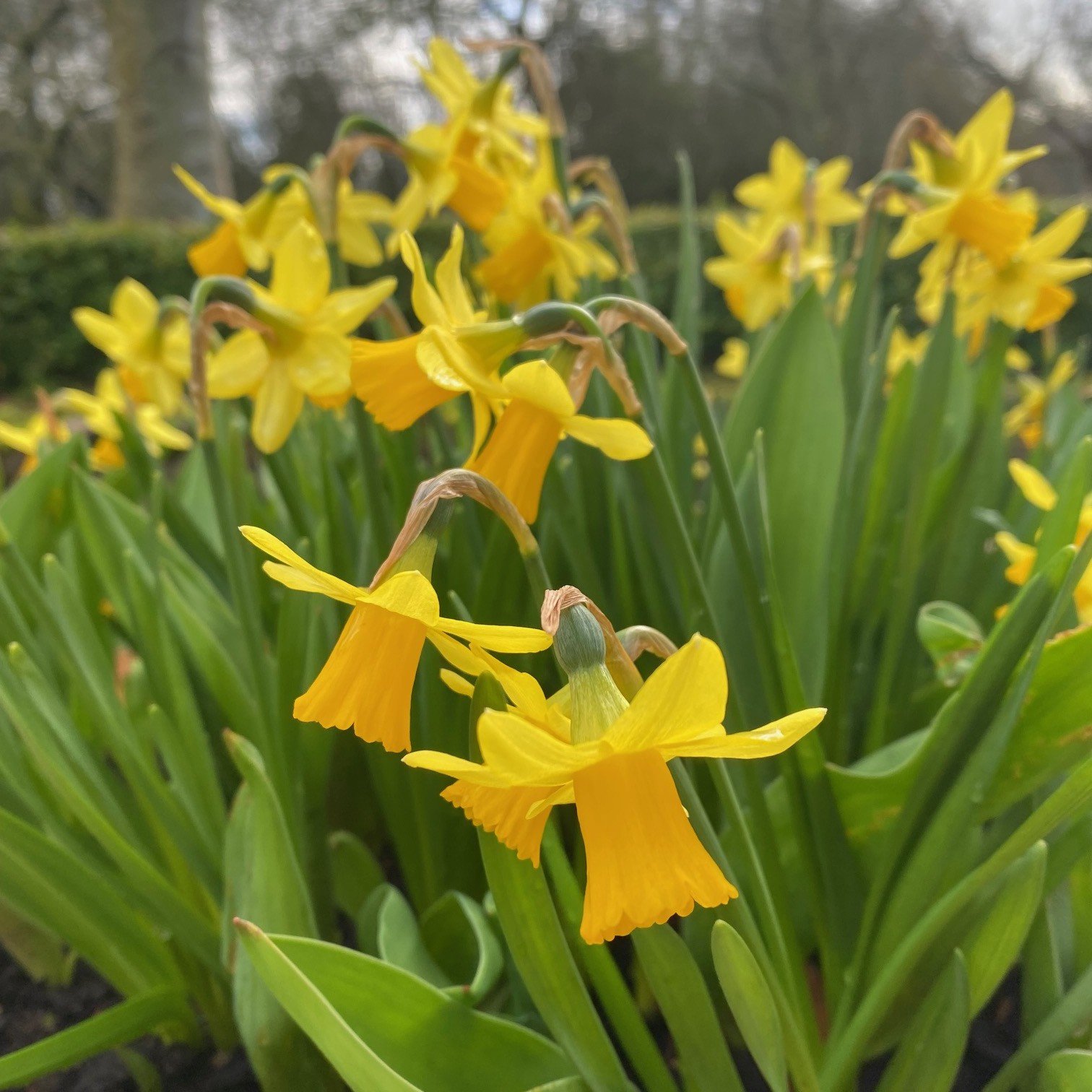 Narcissi in the garden