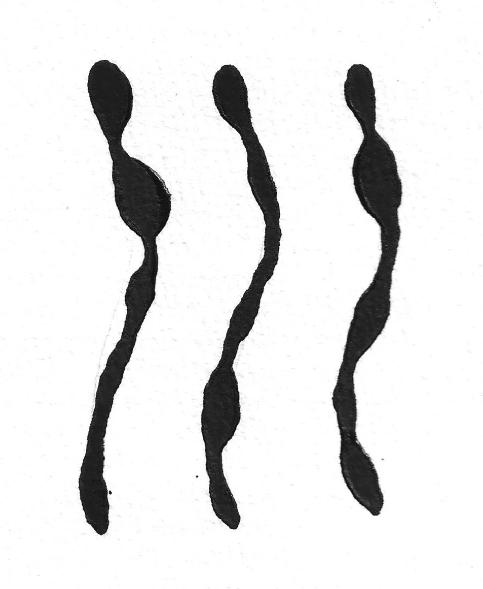 sketchbook ridge &amp; furrow