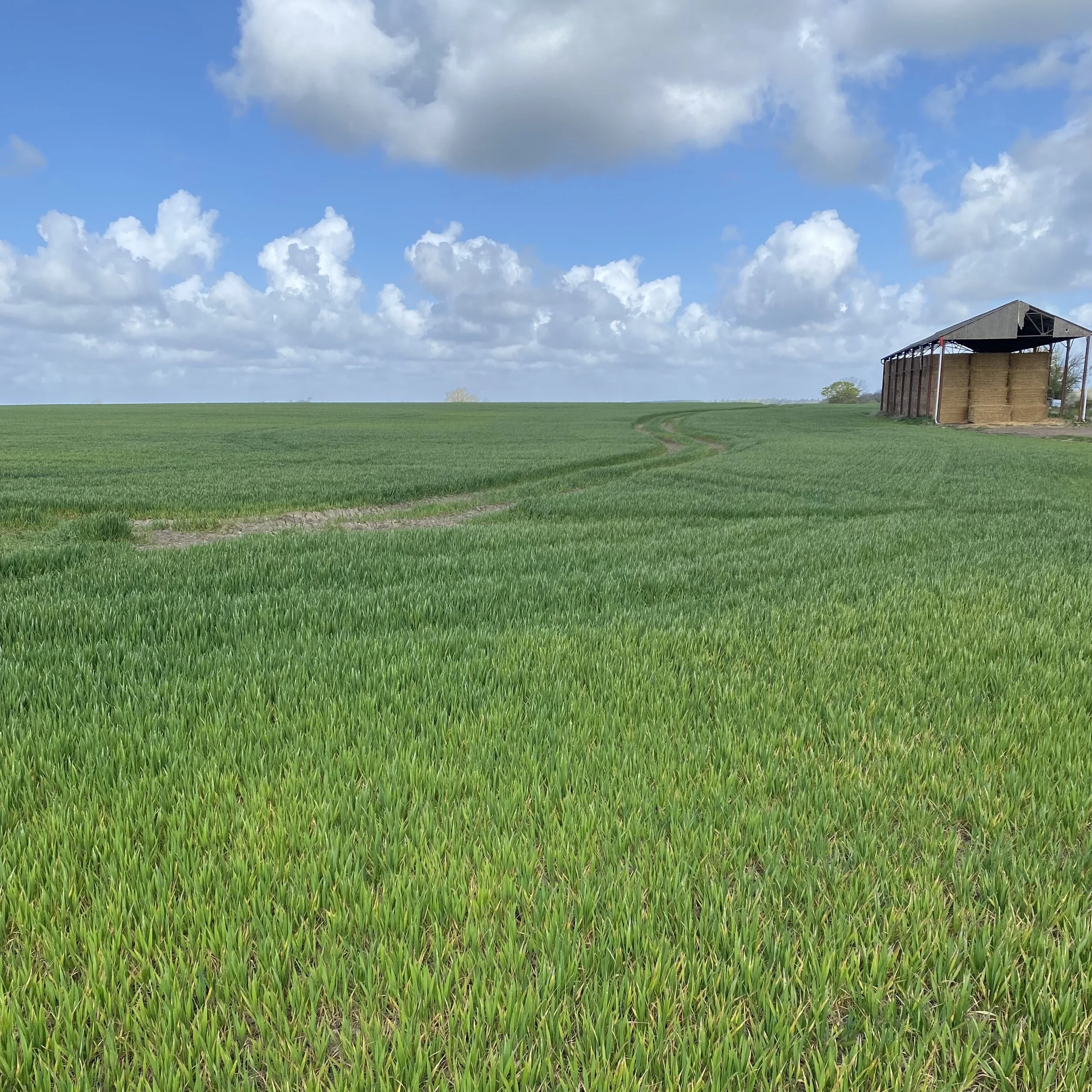 patterns in the landscape