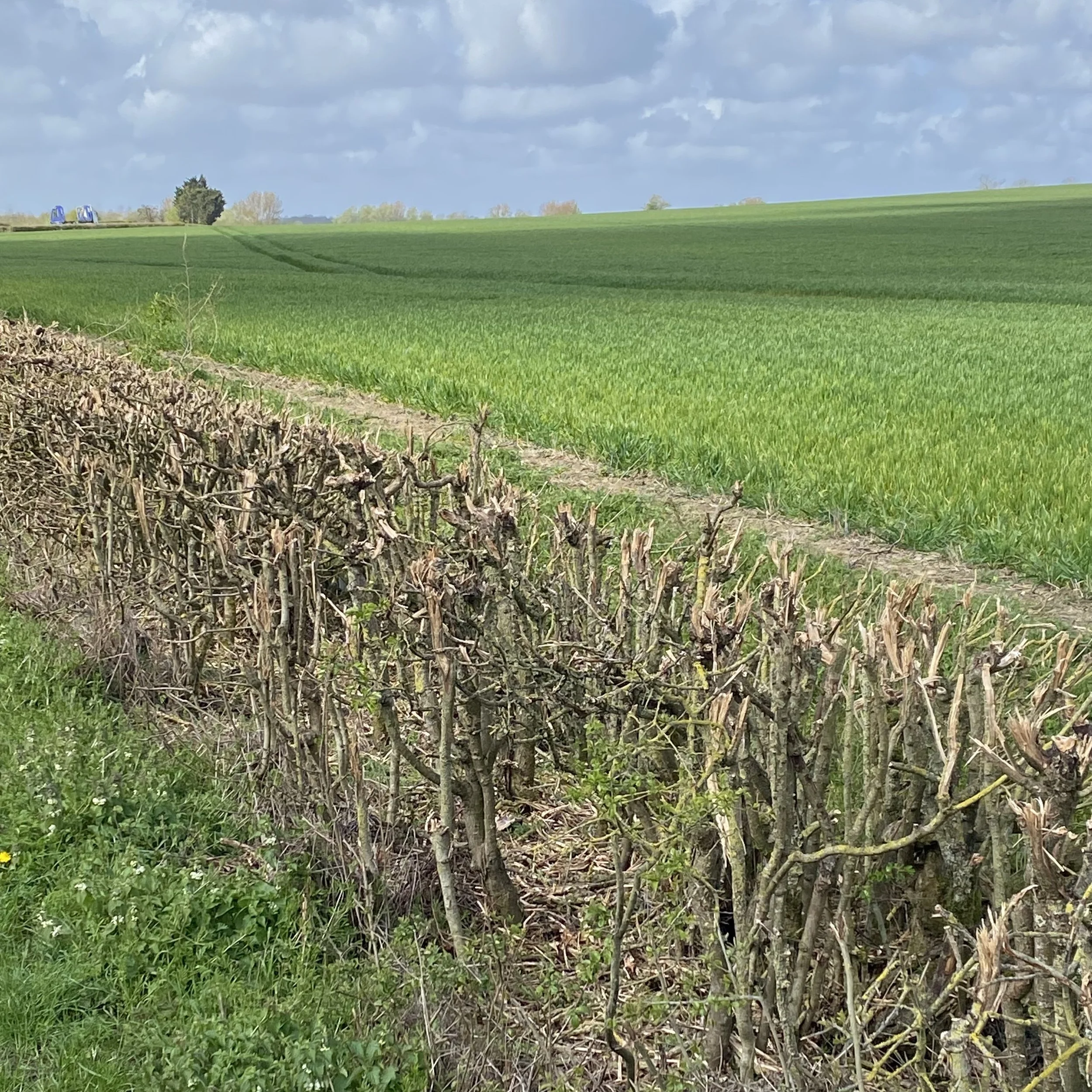 patterns in the landscape