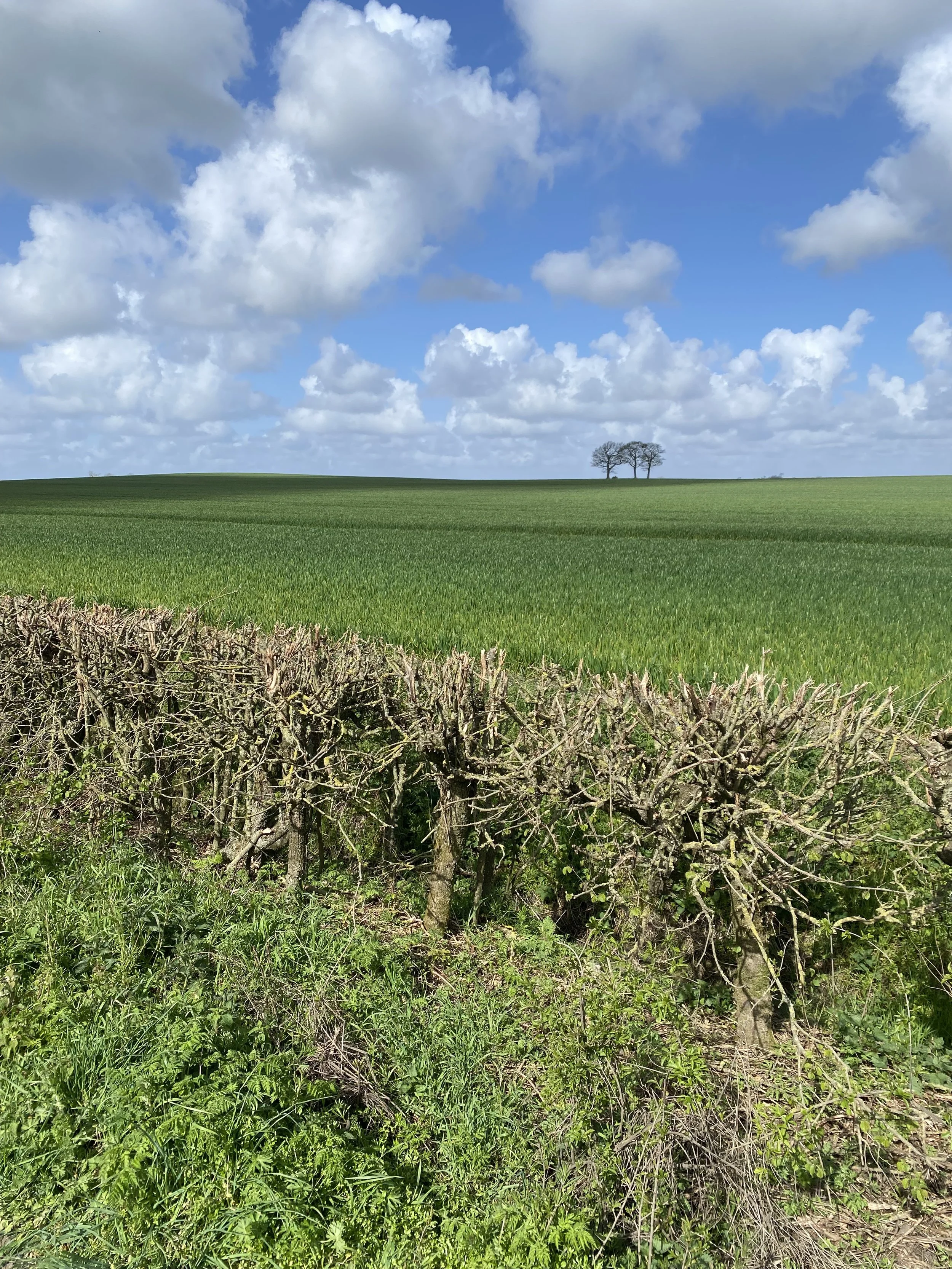 patterns in the landscape