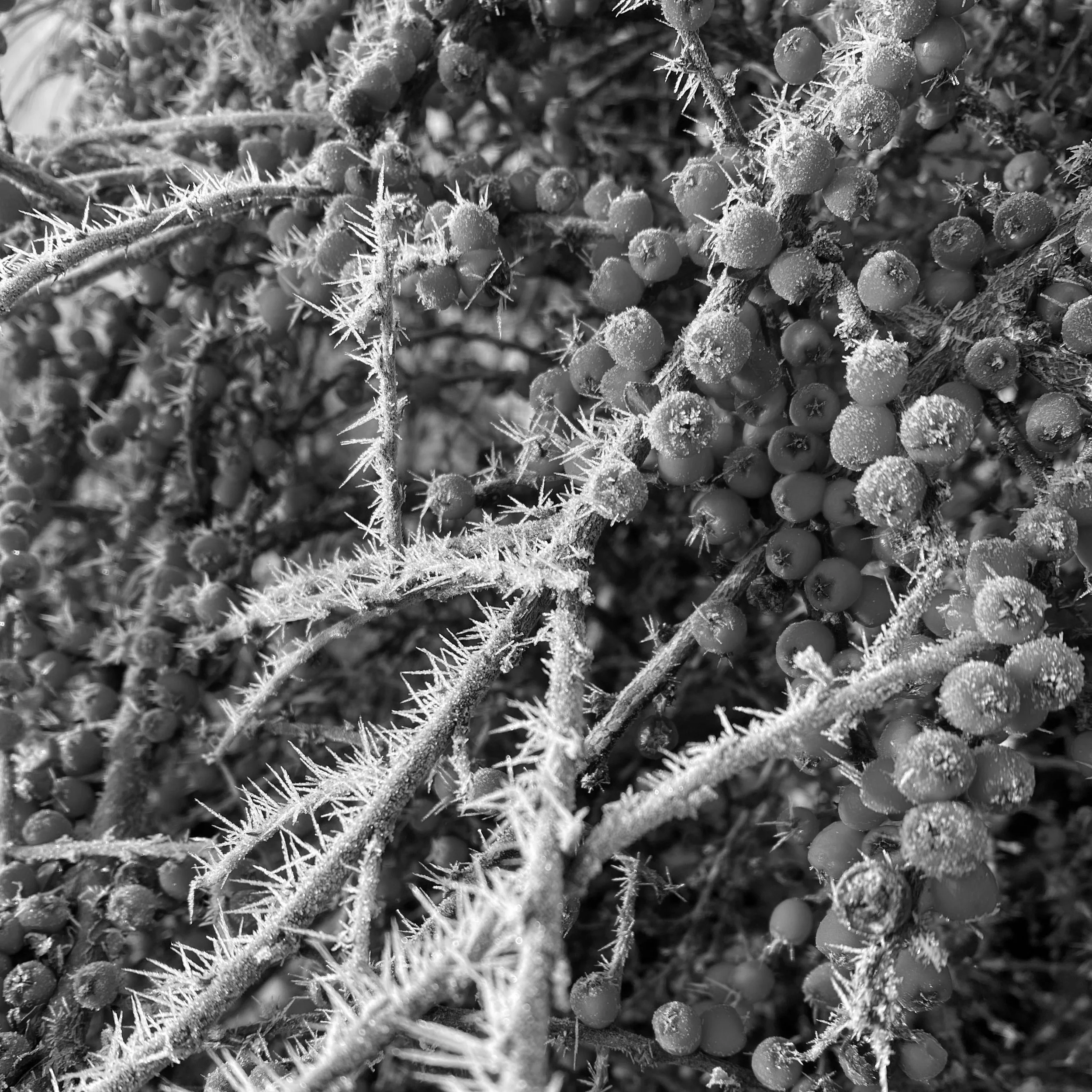 Hoar Frost