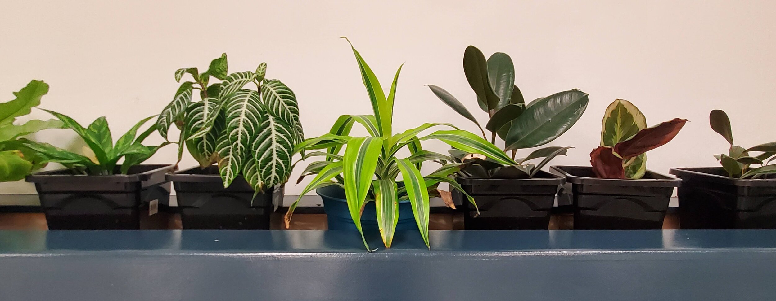 in store plants