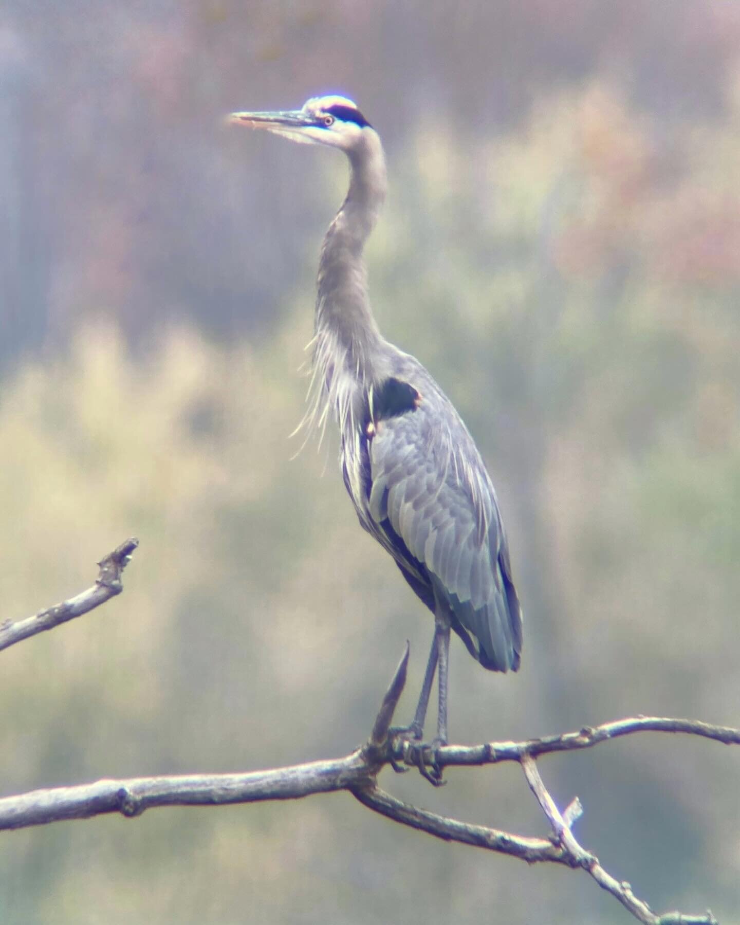 &ldquo;Hunting Great Blue Herons wade slowly or stand statue-like, stalking fish and other prey in shallow water or open fields. Watch for the lightning-fast thrust of the neck and head as they stab with their strong bills. Their very slow wingbeats,