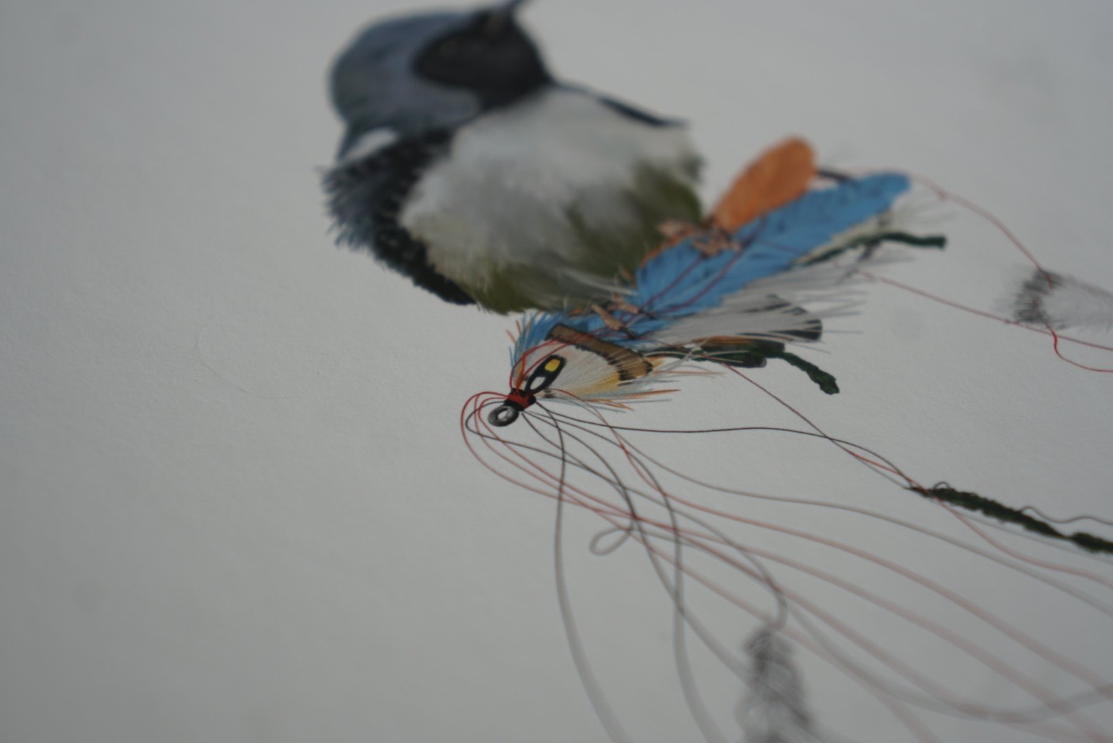 blackthroat_blue_detail.jpeg