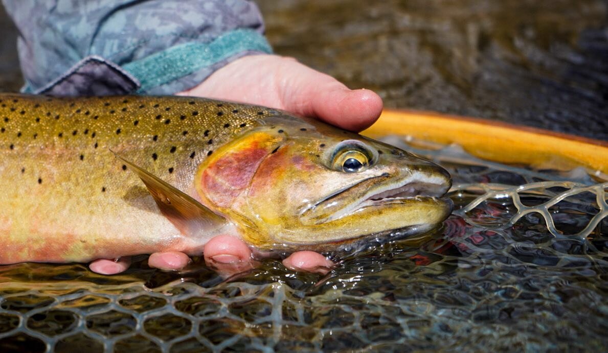 Queer affinity fishing this spring on the Yakima was the first of many spaces for queer joy and connection on the river. Our #OutcastCampout events have always been by community for community, for every body to feel belonging on the riverbank. Someti