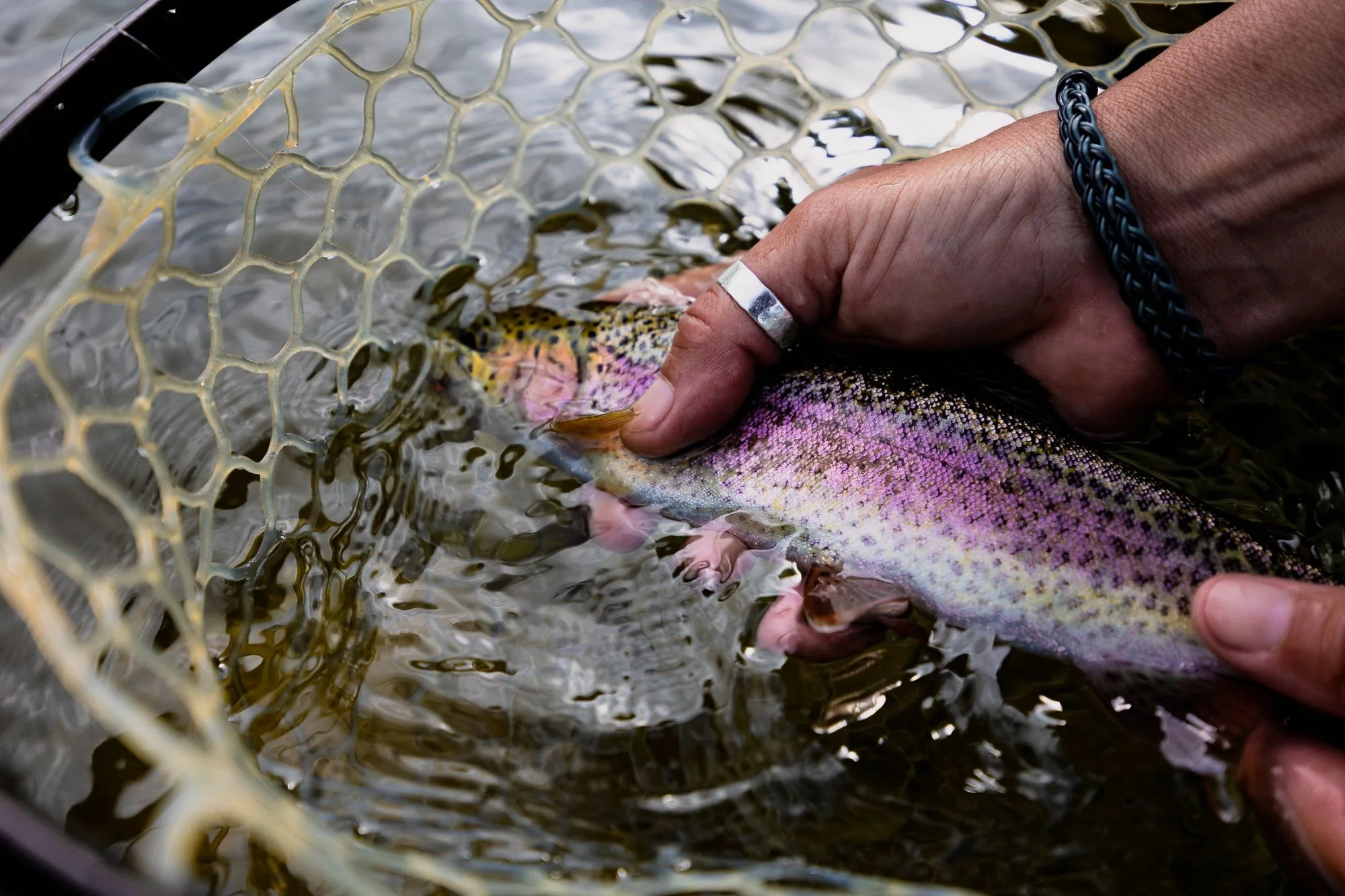 A white skinned hand with thumb ring gently holds a rainbow trout and prepares to release