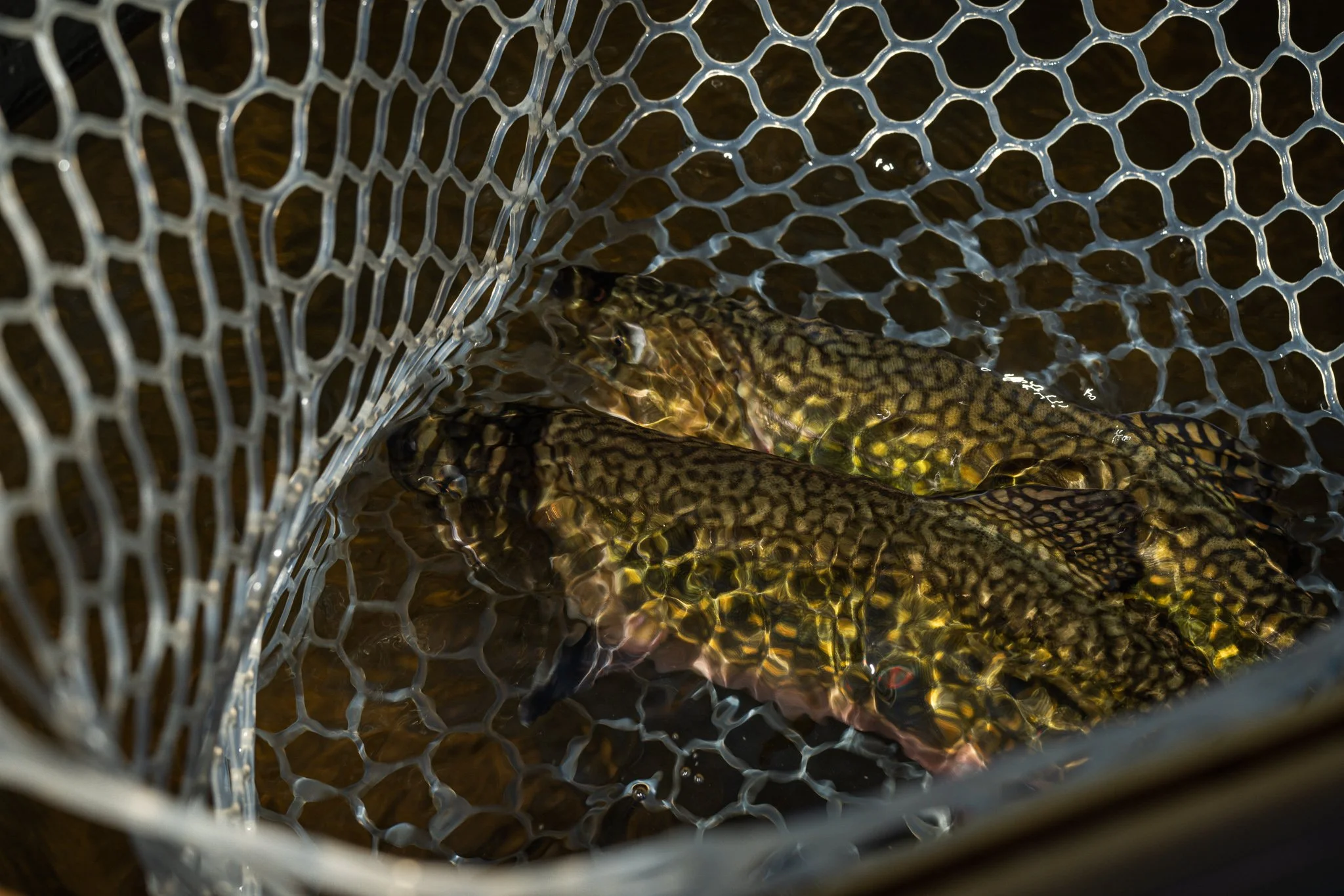two healthy brook trout rest in a rubber net suspended in water