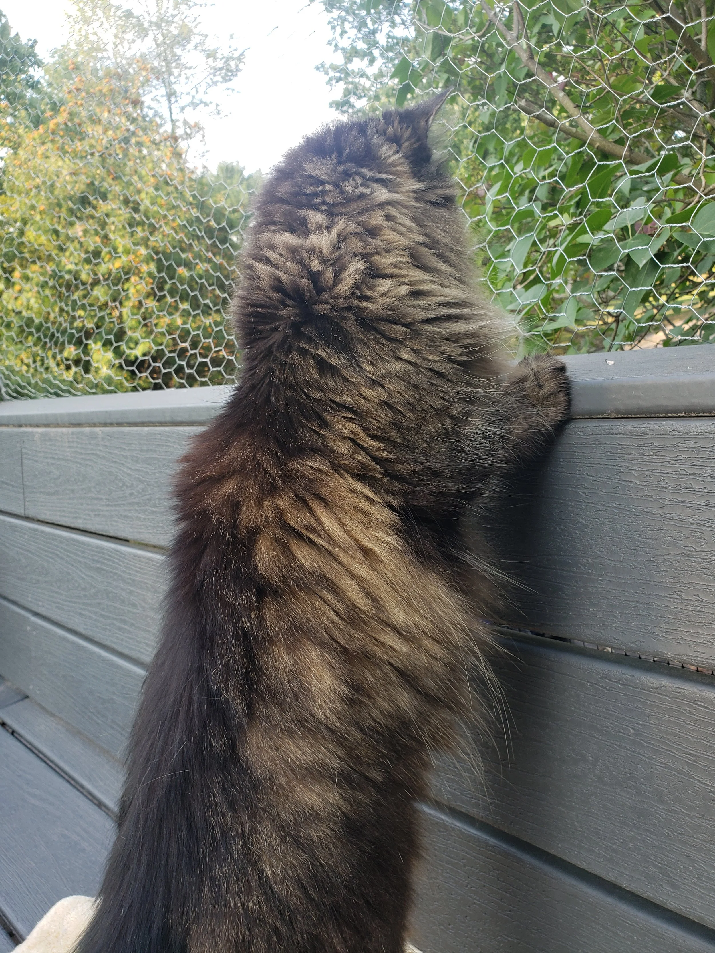 Mayzie enjoying her catio