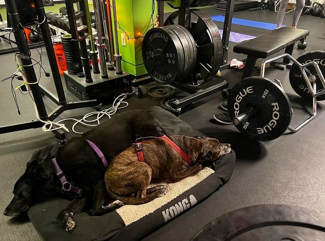 Sundays, am I right? 😴

.
.
.

#fallseason #funcfit #funcdog #fitness #health #gym #gymmotivation #fallschurch #Virginia #strengthtraining #dogsofinstagram #tepost