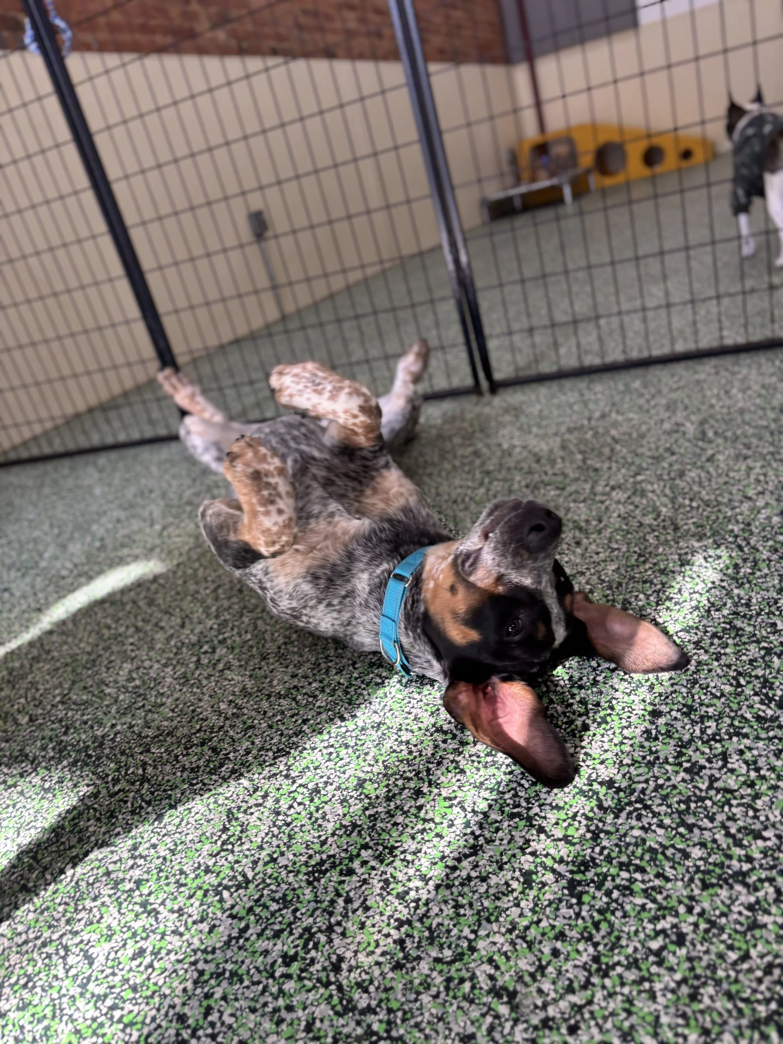 Rough Play vs. Healthy Play