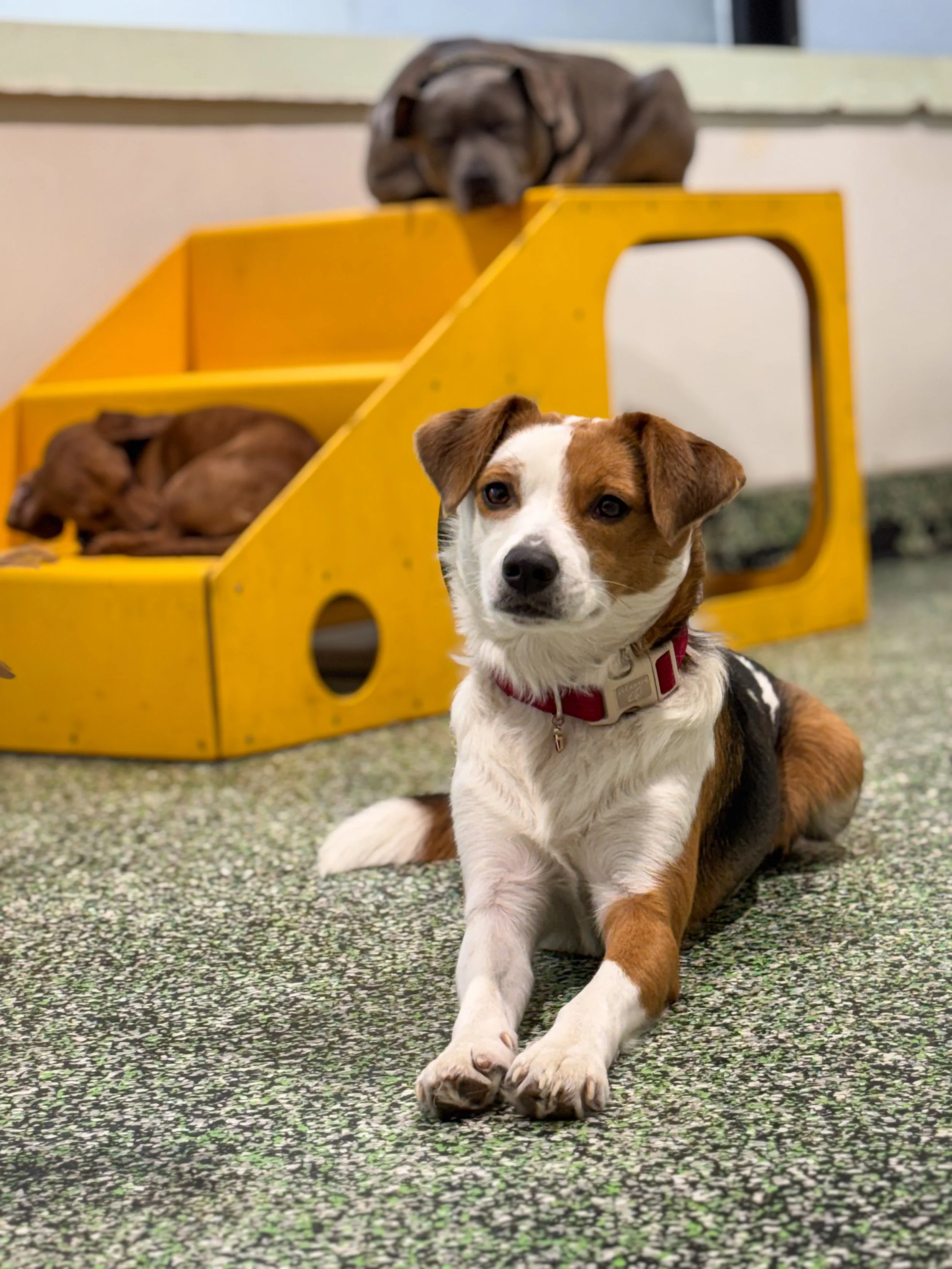 Rough Play vs. Healthy Play