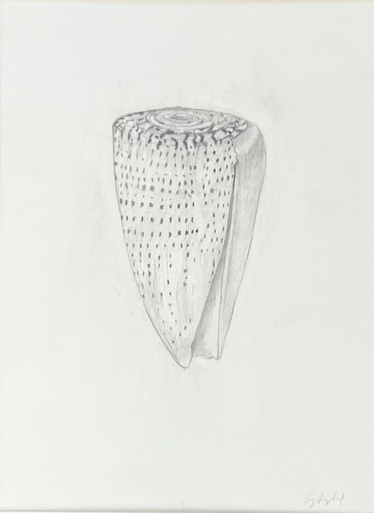 Study of a Shell III, pencil on Arches paper, 8.5 x 7.5 in.