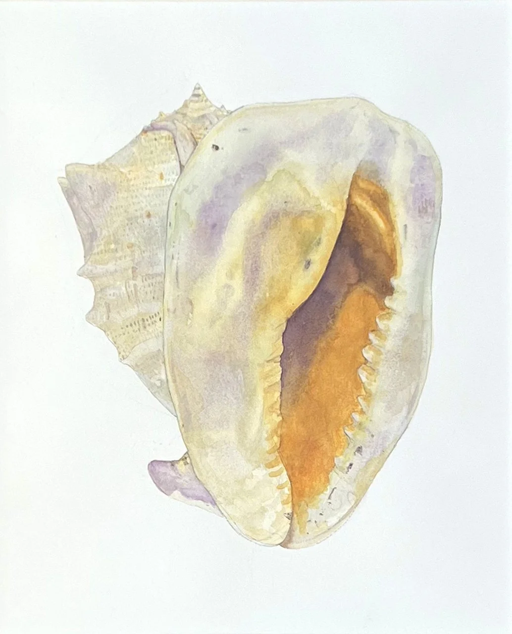 Study of a Shell, watercolor on Arches paper, 12 x 11 in.