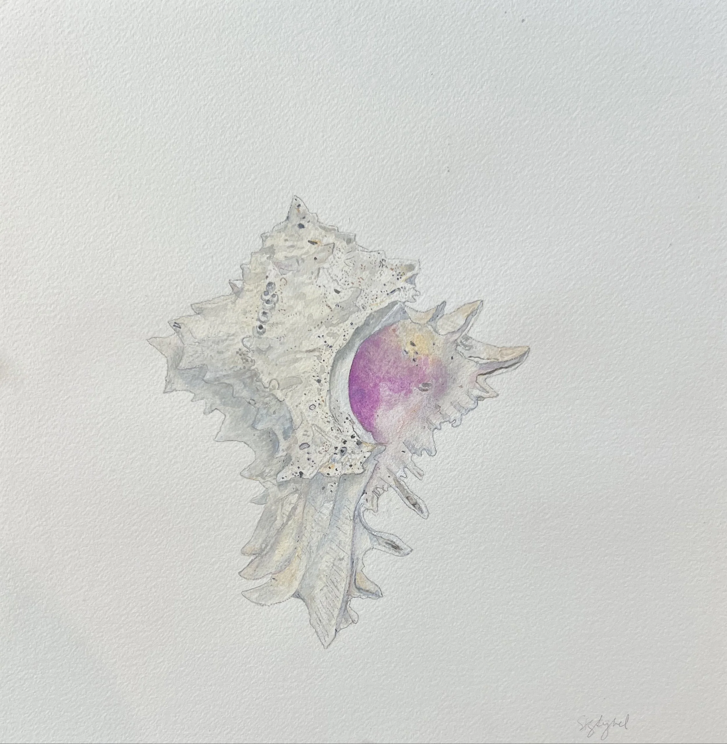 Study of a Shell II, watercolor on Arches paper, 12 x 12 in.