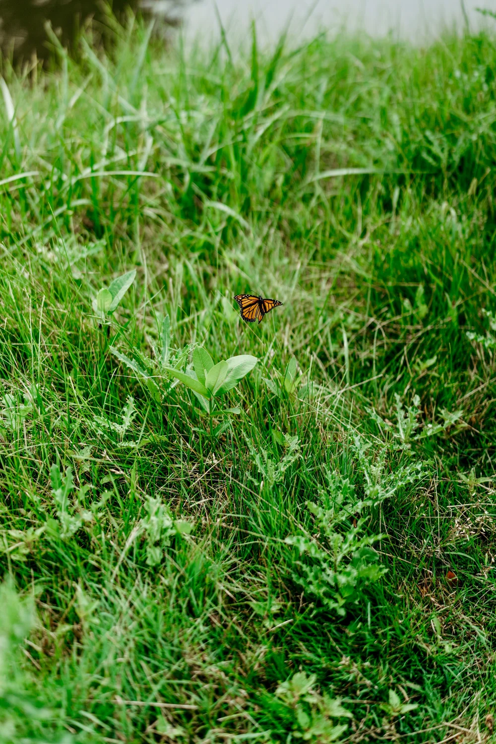 monarch native.jpeg