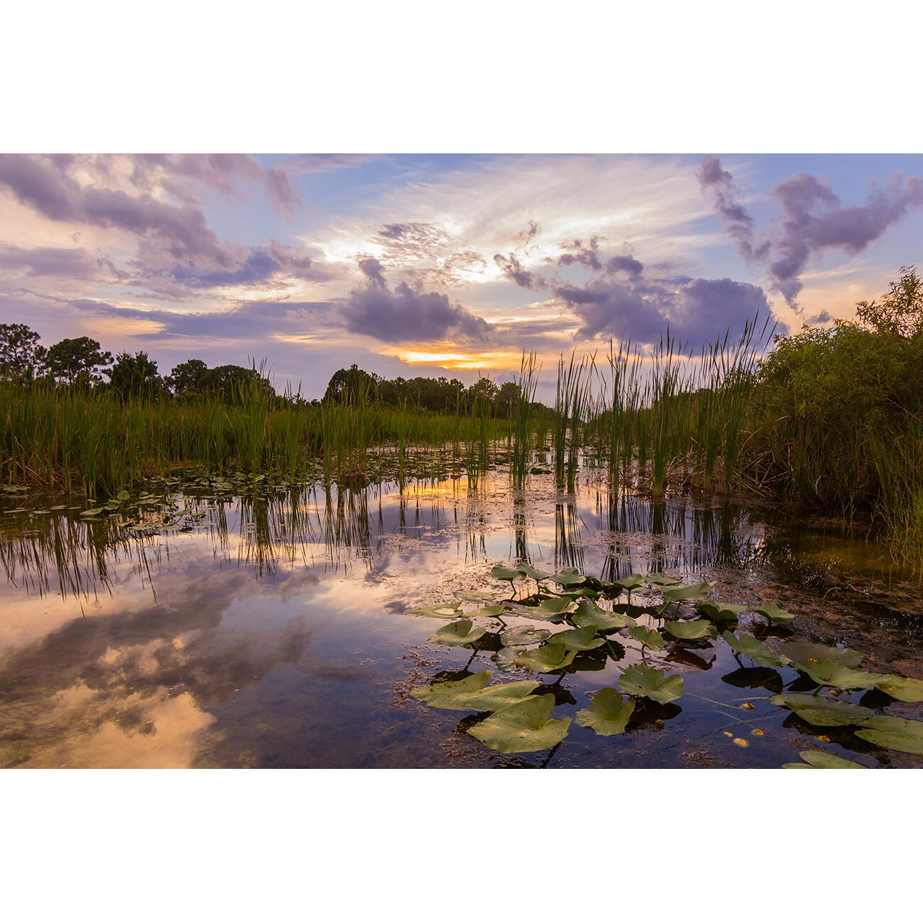 Florida_Swamp.jpg