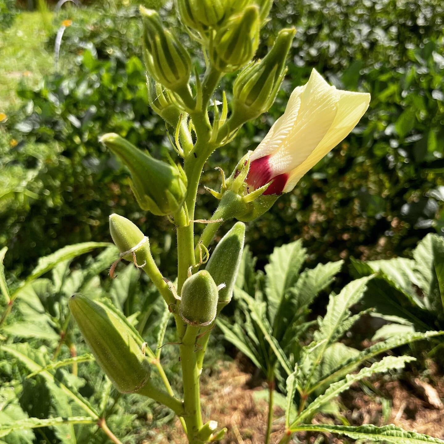 Beautiful #okra on the stem. #farmatpennylane #green #regenerativefarming #august