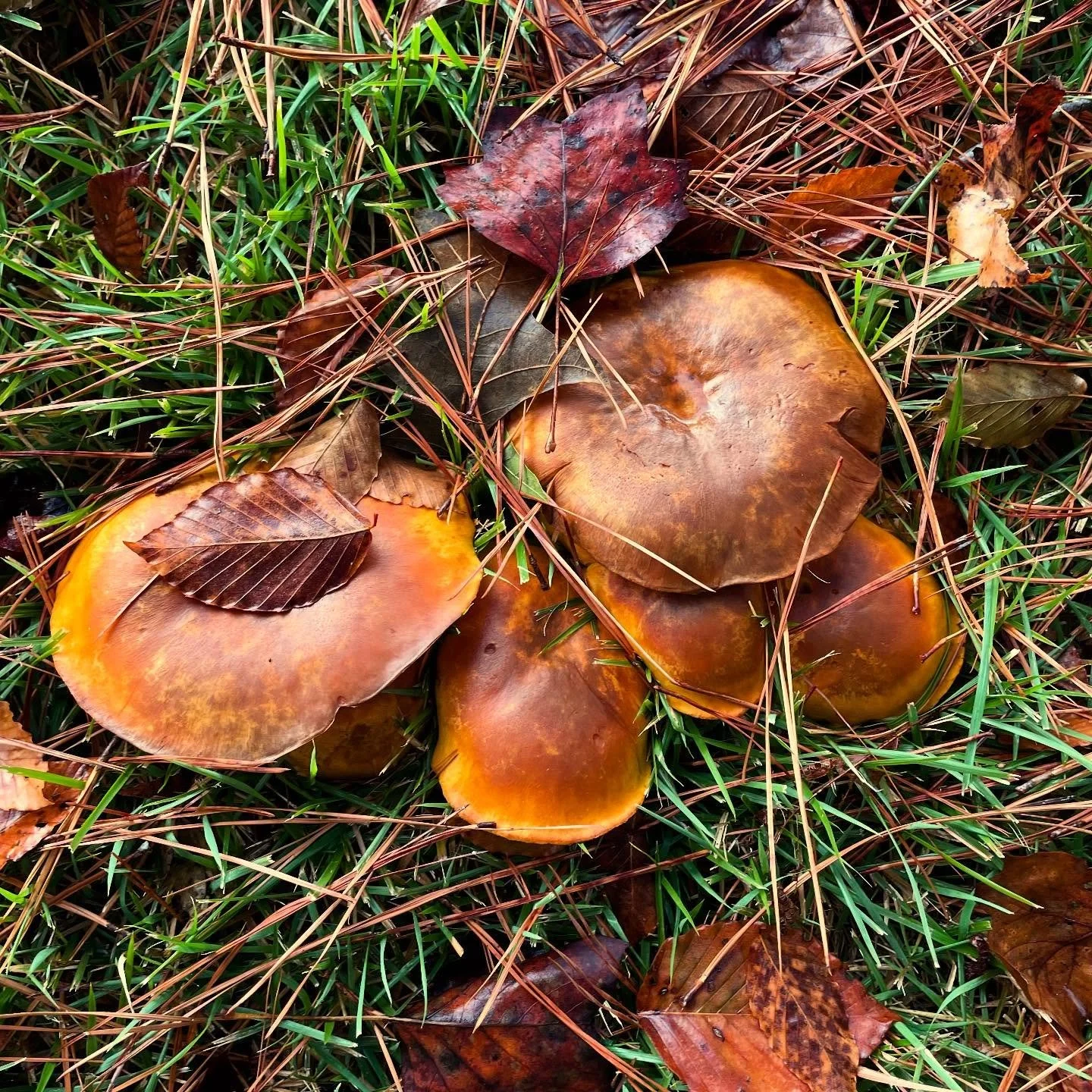 What I found in the fallen leaves on my morning walk. #mushrooms #autumn