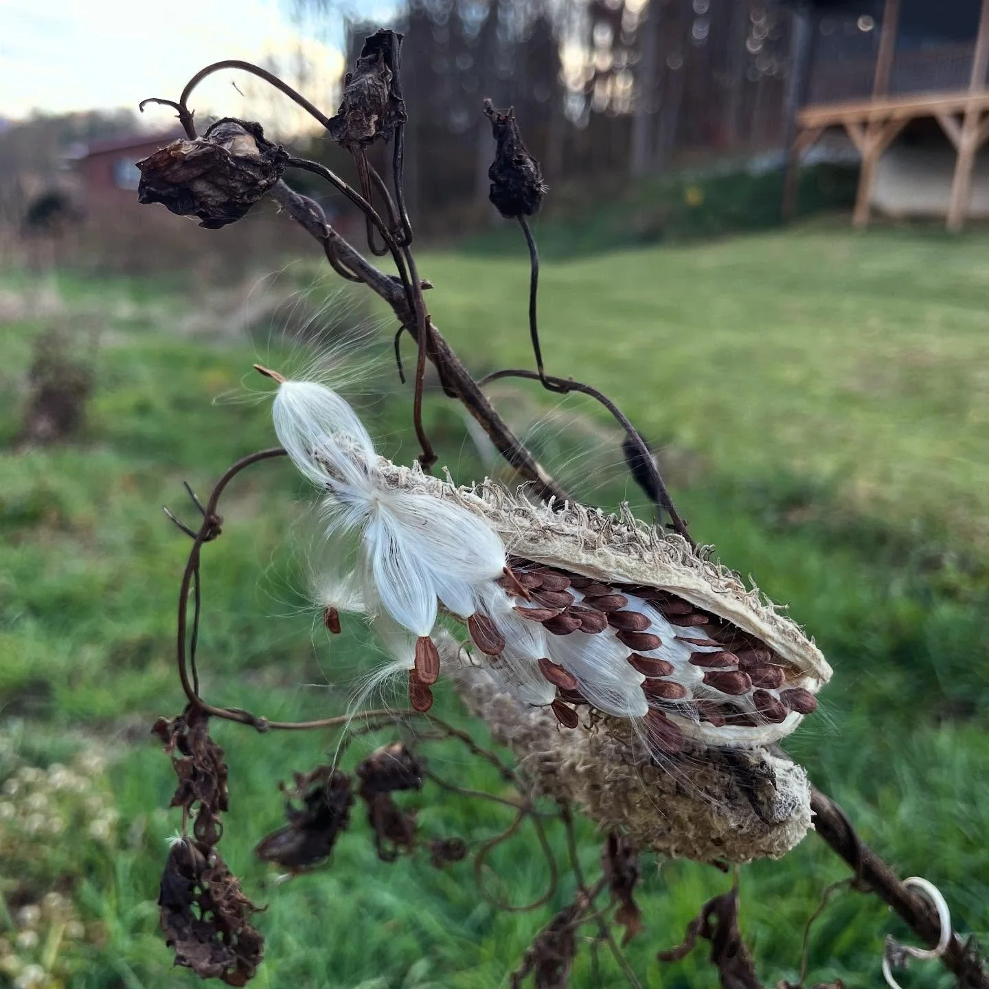 How #perfectlybeautiful is this #seedpod? #autumn #woodscreekmeadow #meadow #waynesville #bethel