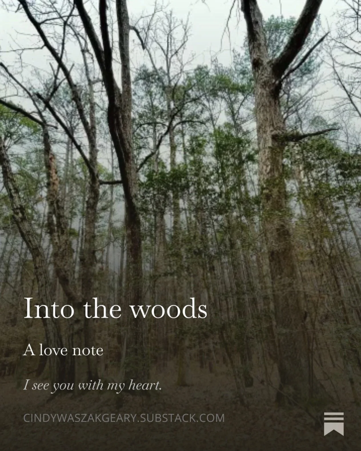 A new post, #intothewoods @alovenote in my Substack #iseeyouwithmyheart #winterwoods #trees #ancestrallandscapes @natureevolutionaries