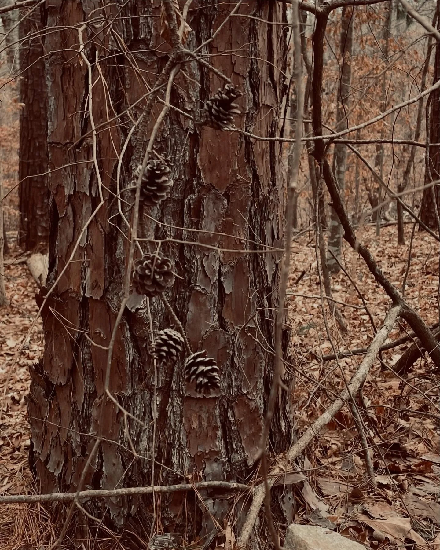 #sundaymorninginthewoods #dukeforest #pinecones still a lot of ice on the path
