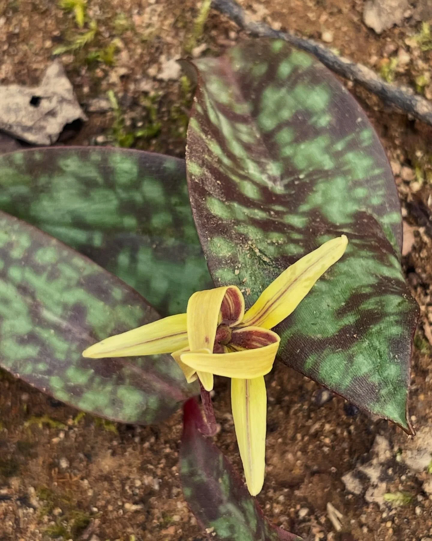 Some signs of the coming #spring in northern #durhamcounty on Sunday! I know it got cold again but spring WILL be here soon! #troutlily #snake