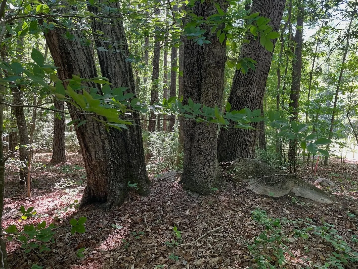 Walk in #Briarchapel woods this morning #trees