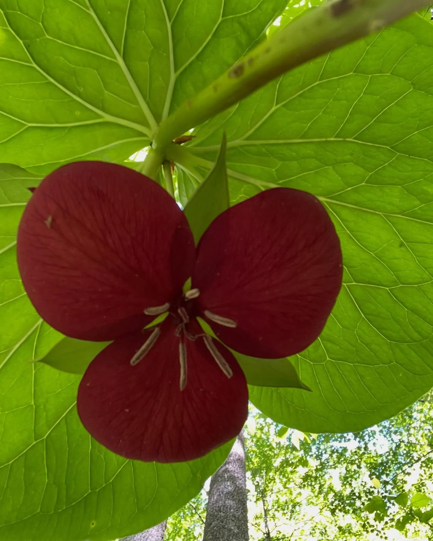 #hiddentreasure found in my #mothersday #hike on the #shiningcreektrail in the @pisgahnationalforest #trillium #motherearth