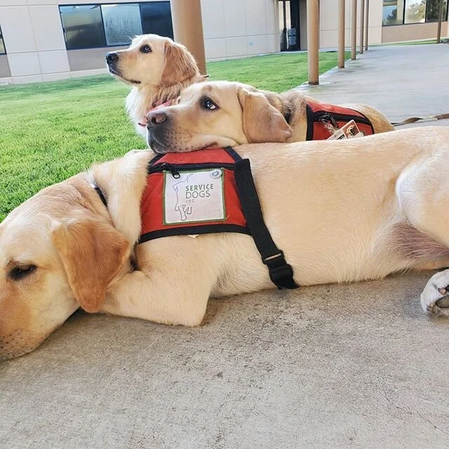 Apply for a Service Dog — Service Dogs, Inc.