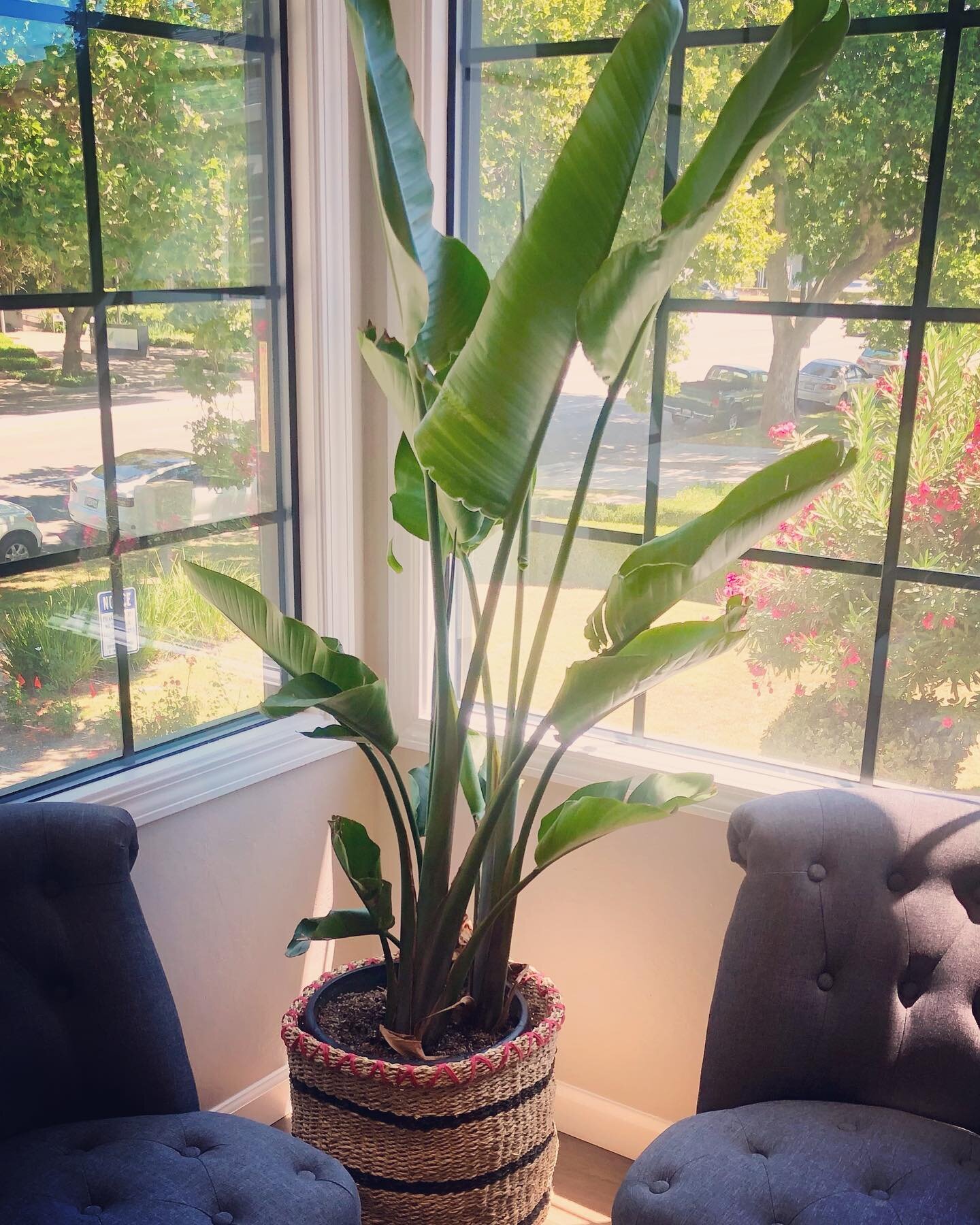 Introducing&hellip;our studio plant!!
This is Peggy the plant (named by one of our students) she is a Virgo who loves to listen to all types of music.
 
Did you know having live plants indoors reduces stress levels and helps with attentiveness and pr