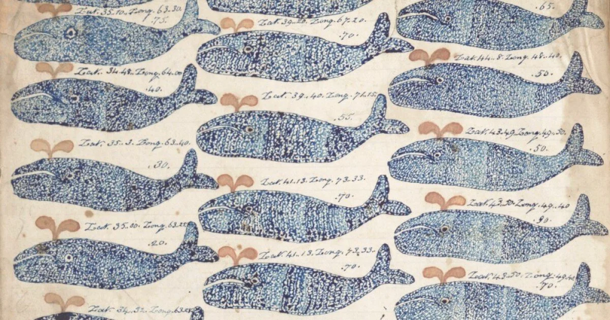 whale-illustrations-thumb.jpg