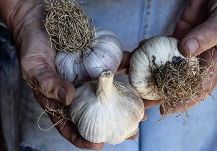 Bread &amp; Garlic Pop-Up!