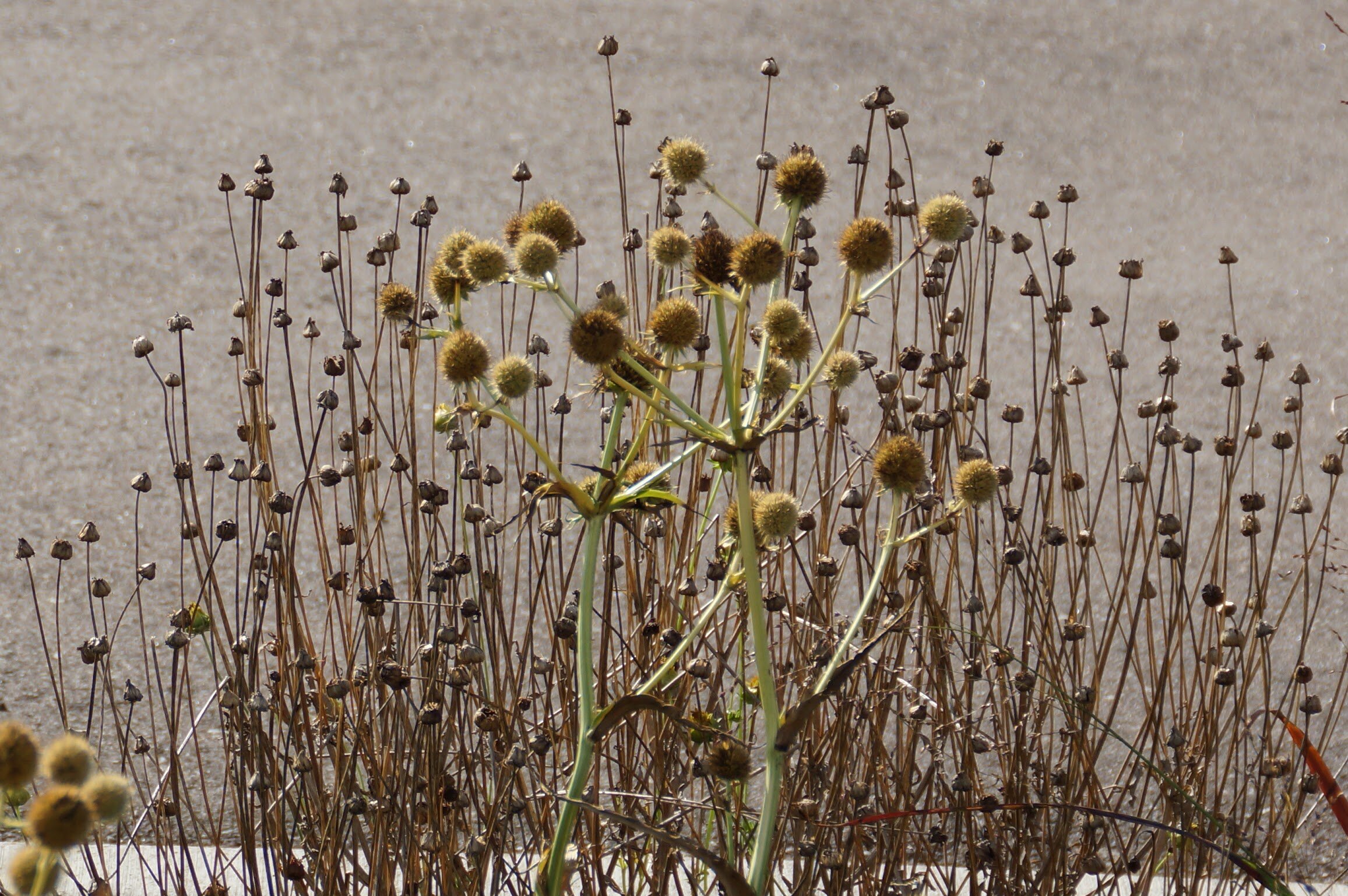 Como Community Seed Library’s 6th Anniversary 