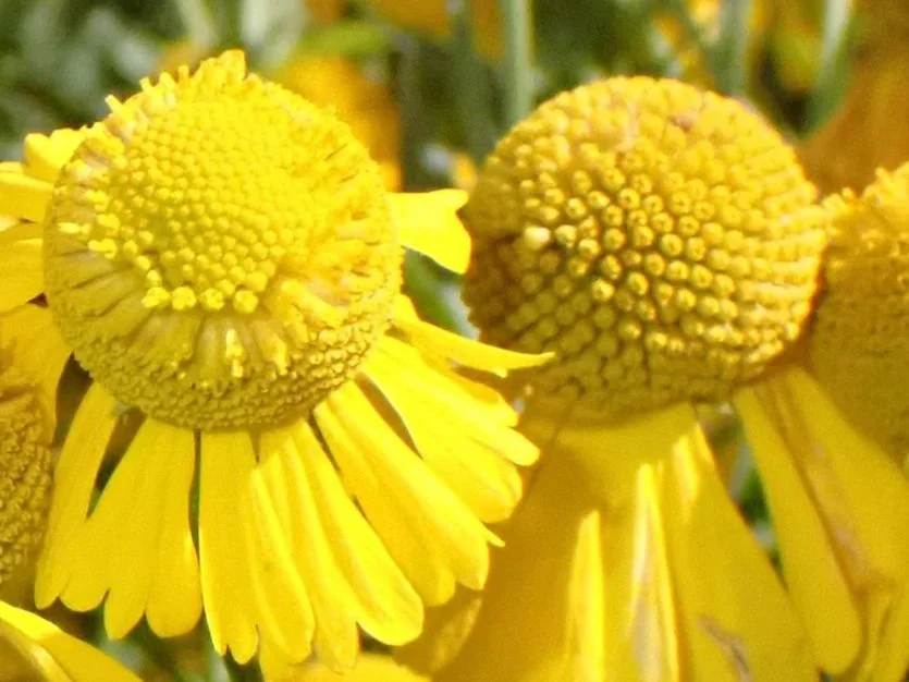 MN SEED at The Ramsey County Environmental Center Open House