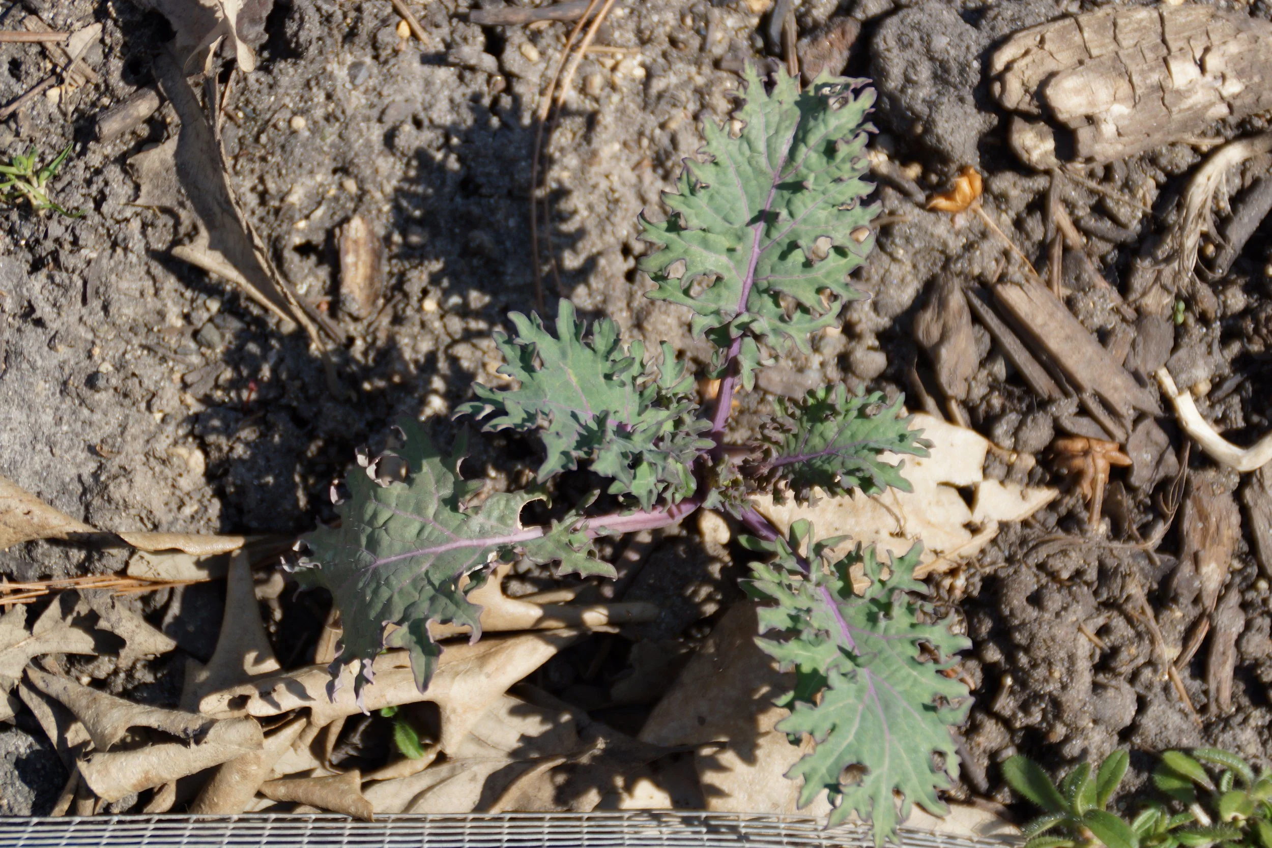 Seed to Seed Guide: Kale