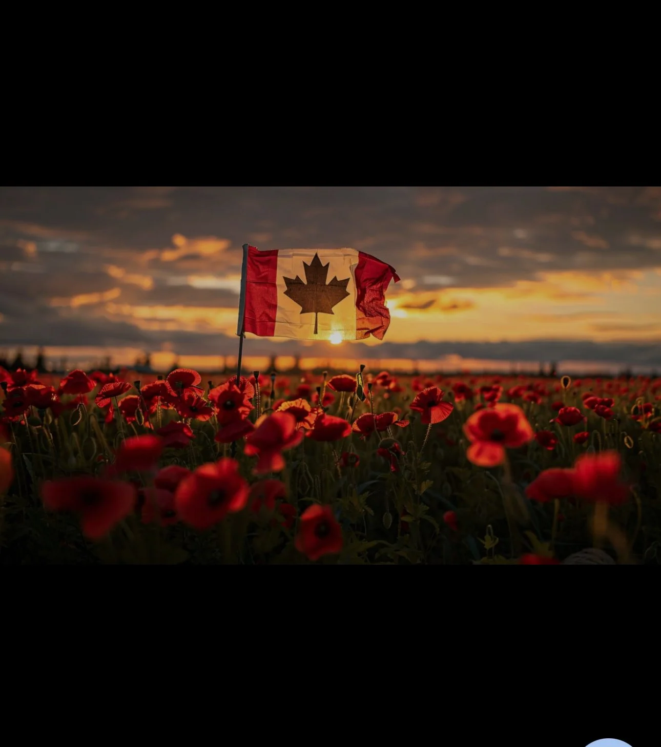 On this Remembrance Day, we honour the men and women who gave everything for our freedom. May we never forget their sacrifice and always strive to build a peaceful world in their memory. 🌺
#RemembranceDay #CanadaRemembers #LestWeForget