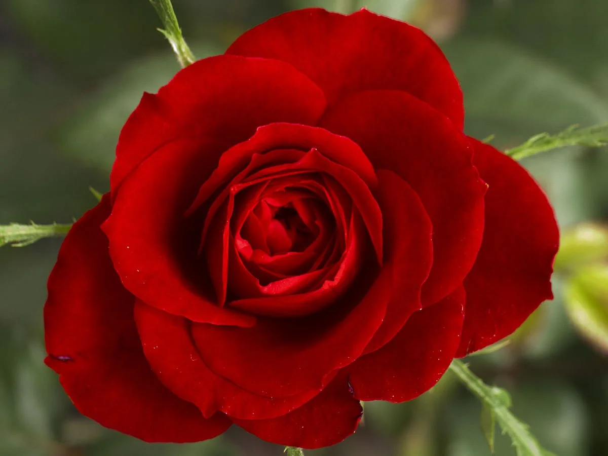 1200px-Small_Red_Rose.JPG