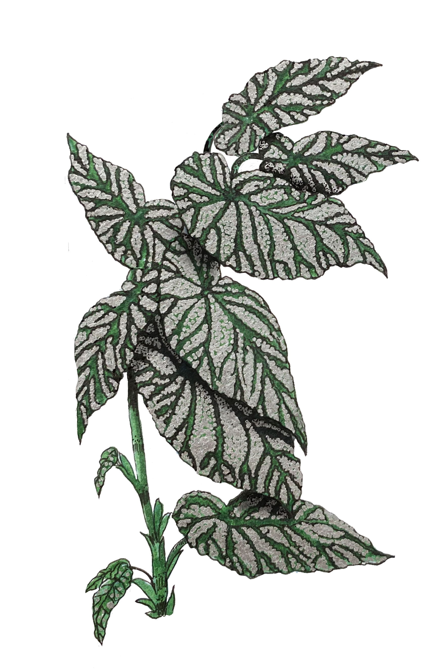 Begonia Angel Wings.png