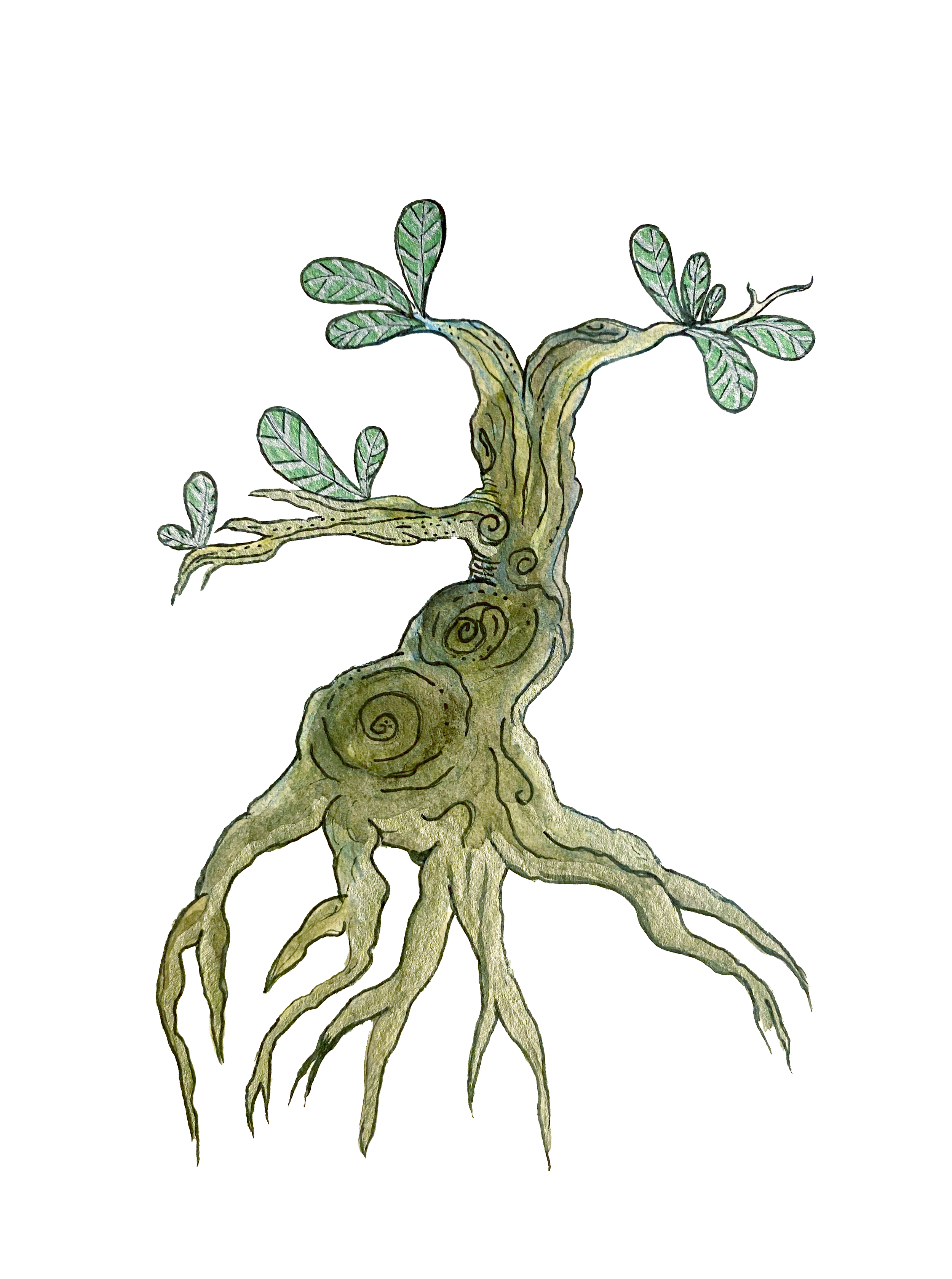 Rose of the desert.png