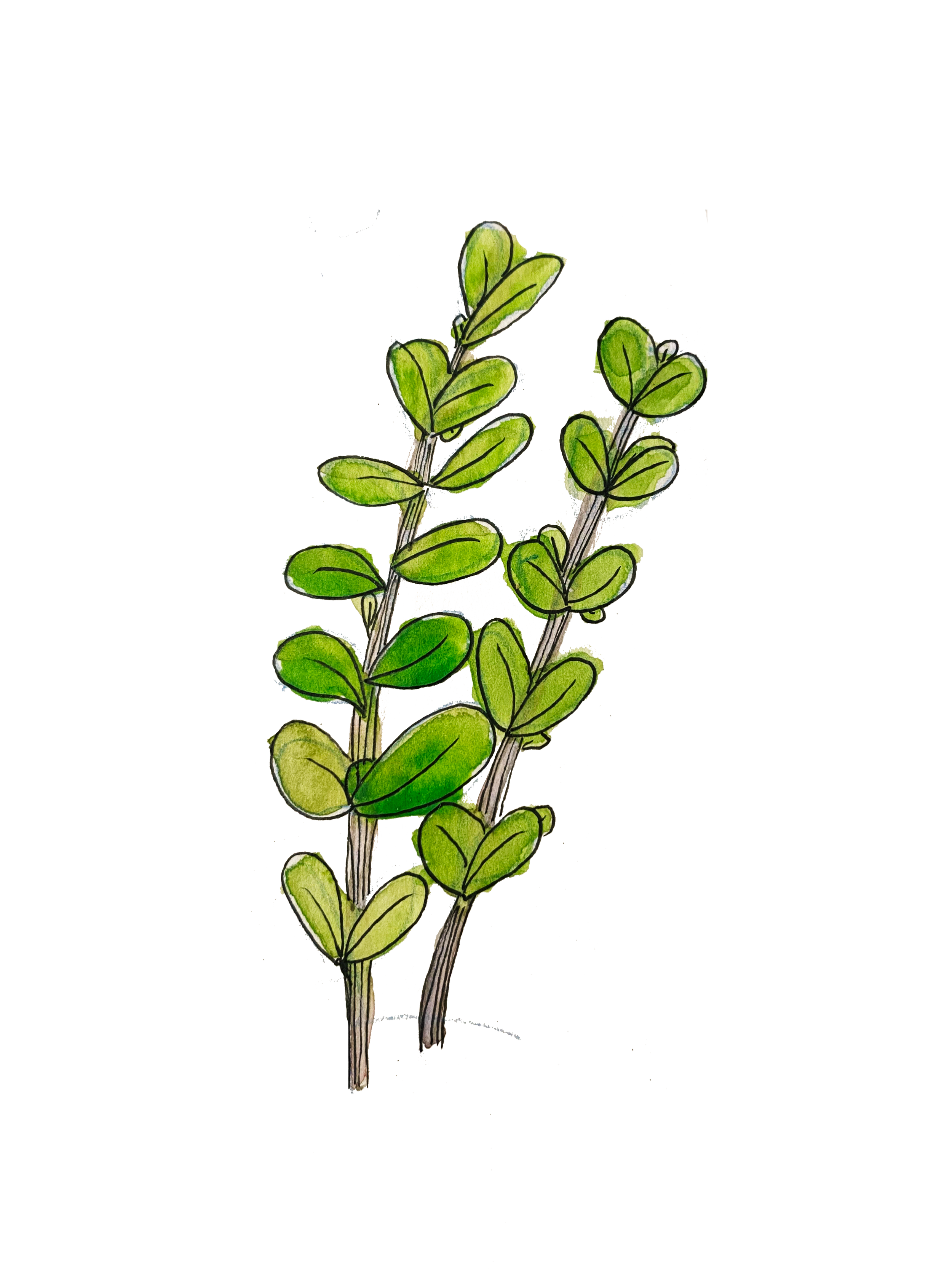 HOYA.png