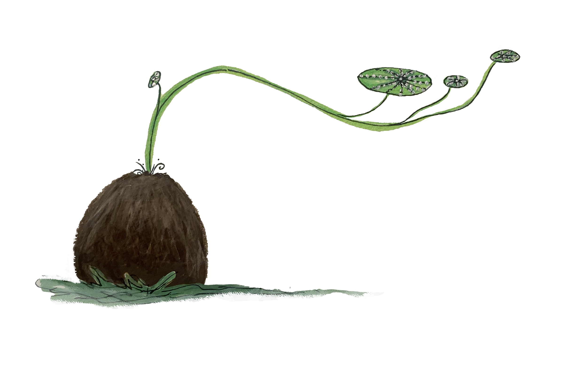 Stephania Erecta.png