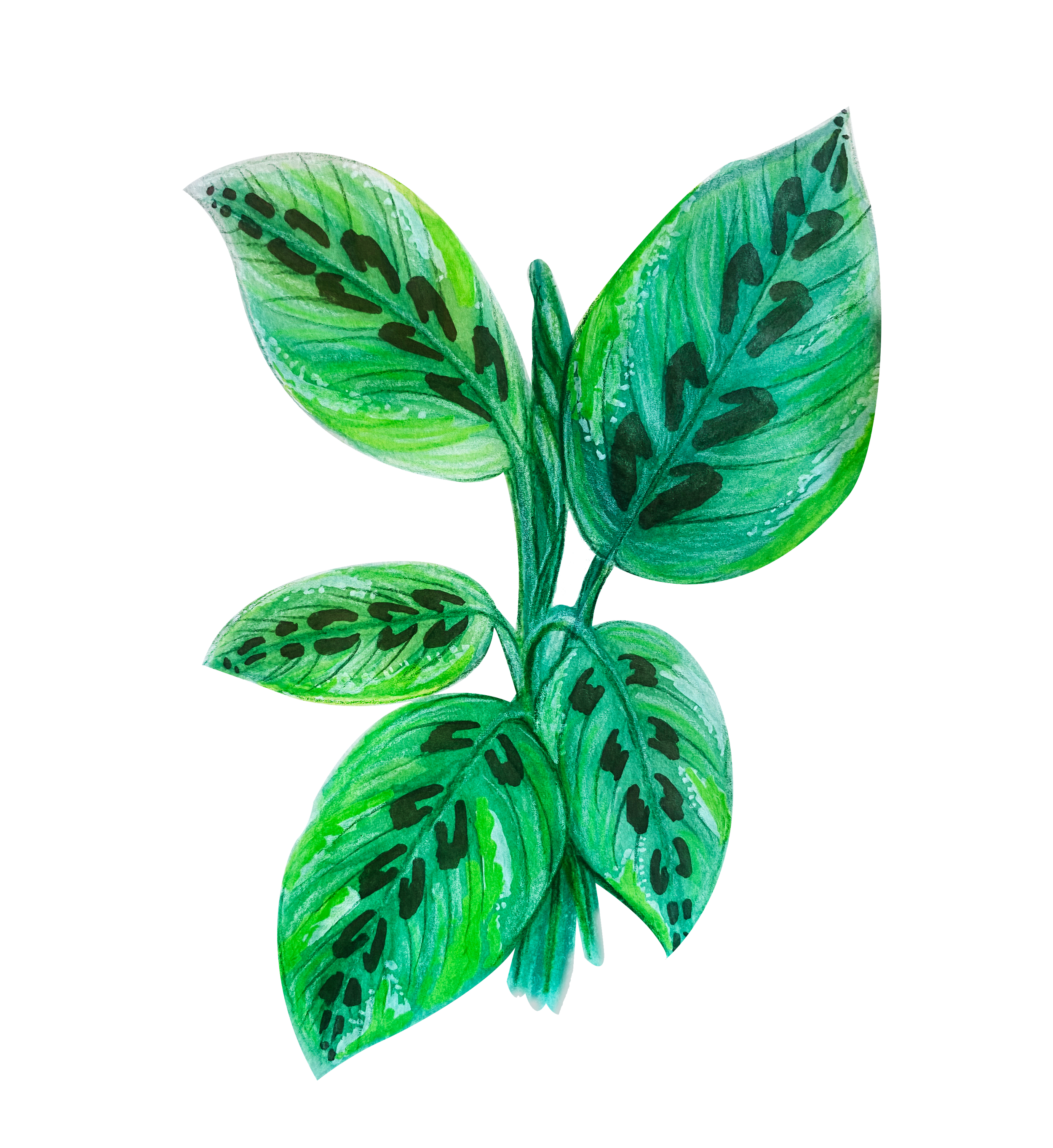 Calathea.png