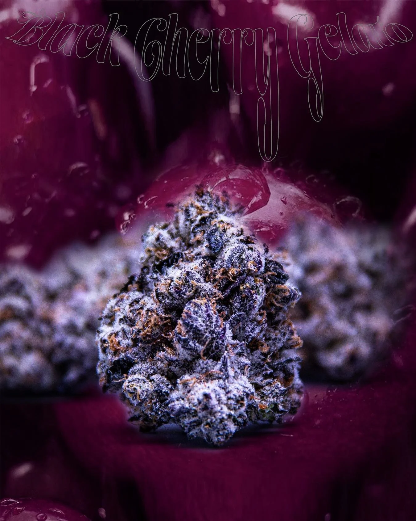 Beautiful dark purple nugs on this batch of Black Cherry Gelato 👌🏼

#juiceprogram #bcg #blackcherrygelato #losganjales #purps #juiceprogramblackcherrygelato