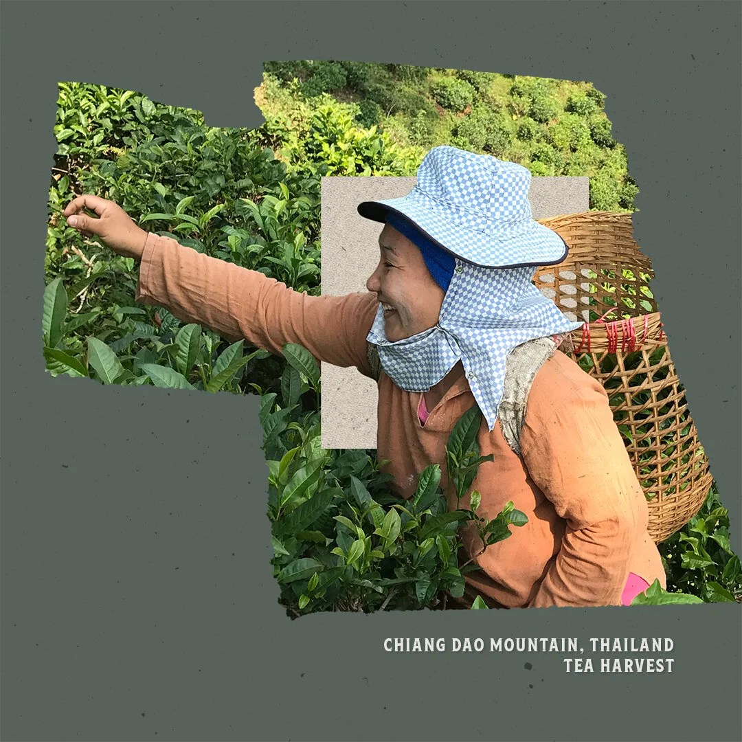 Sparkling_Hero_LOOK_B_BLACKTEA_1x1-fieldworker-01.jpg